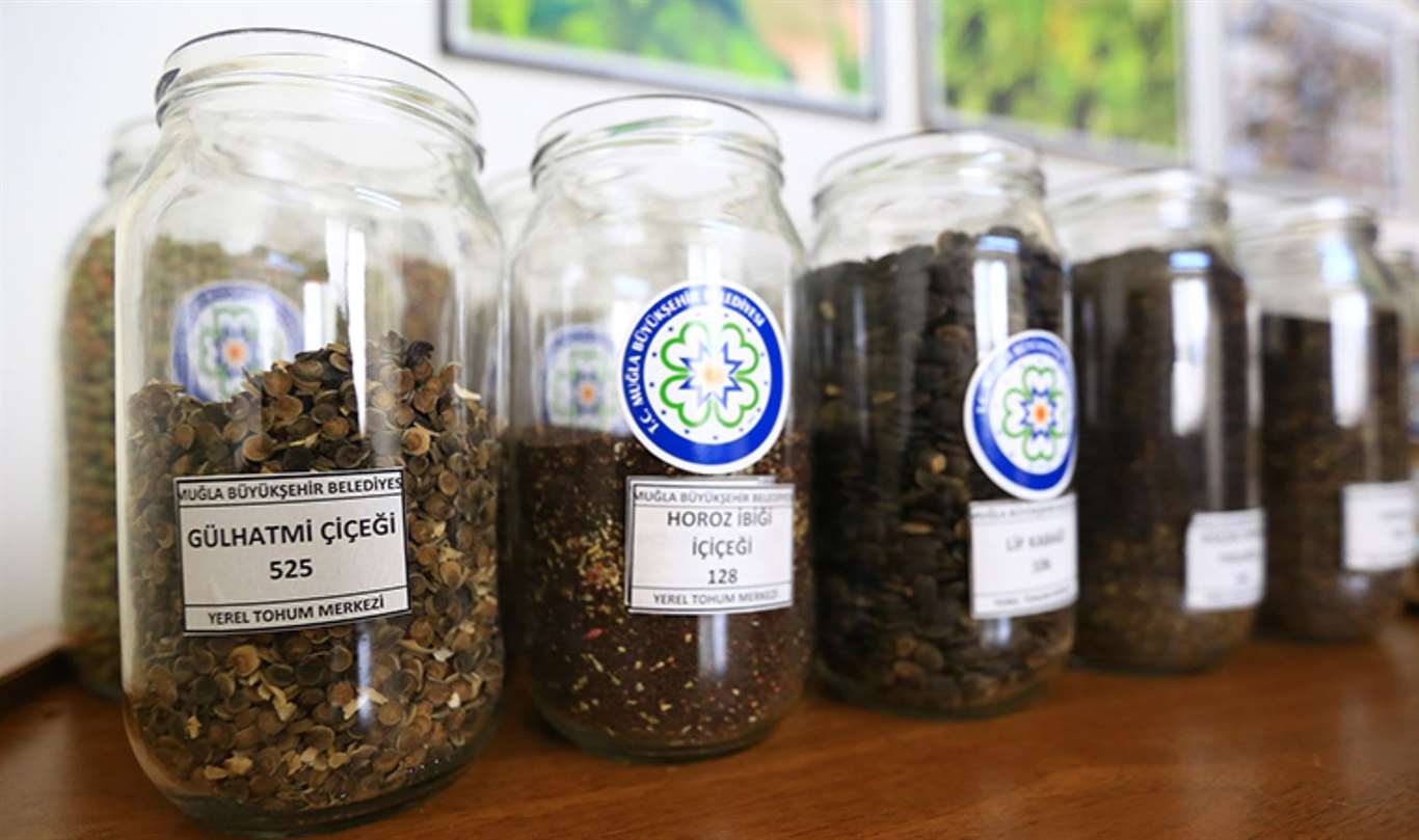 Muğla'dan Türkiye'ye 22 milyon yerel tohum haberi